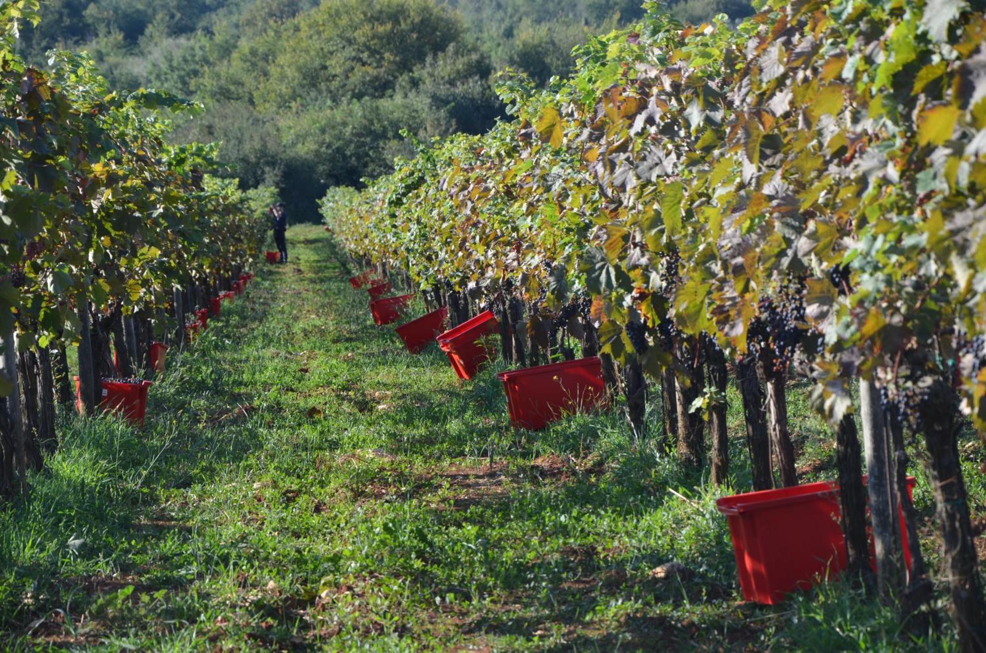 Barat  Villa Leopoldo By Istrian Country Houses מראה חיצוני תמונה