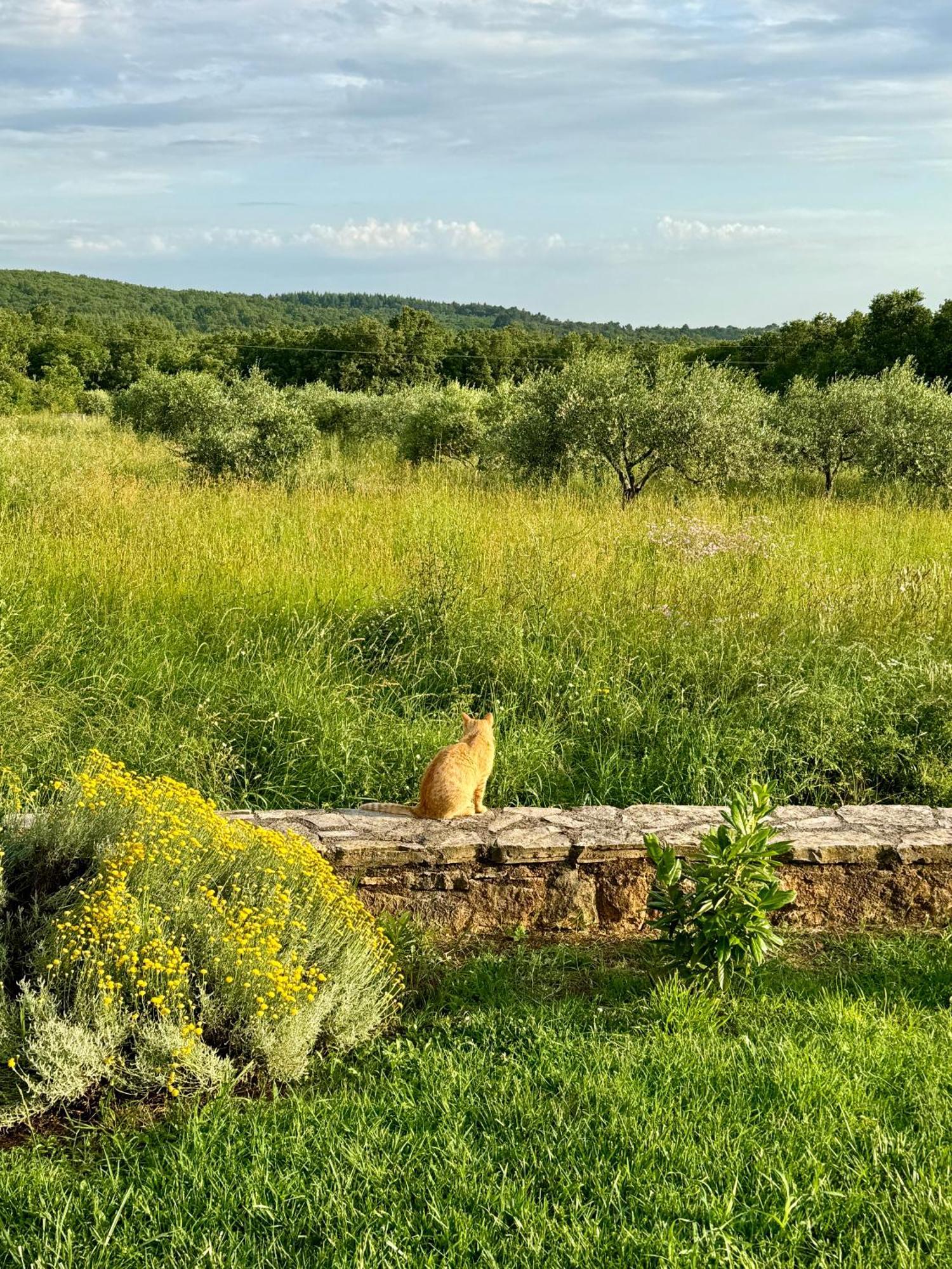 Barat  Villa Leopoldo By Istrian Country Houses מראה חיצוני תמונה